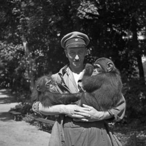A zookeeper with chimpanzees, Germany 1930s, A zookeeper with chimpanzees, Germany 1930s,